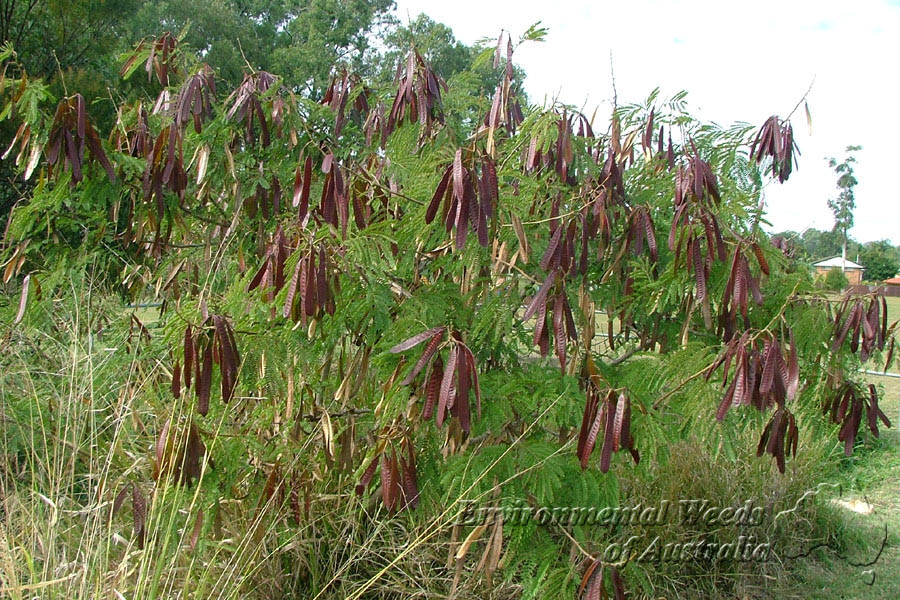 Leucaena leucocephala